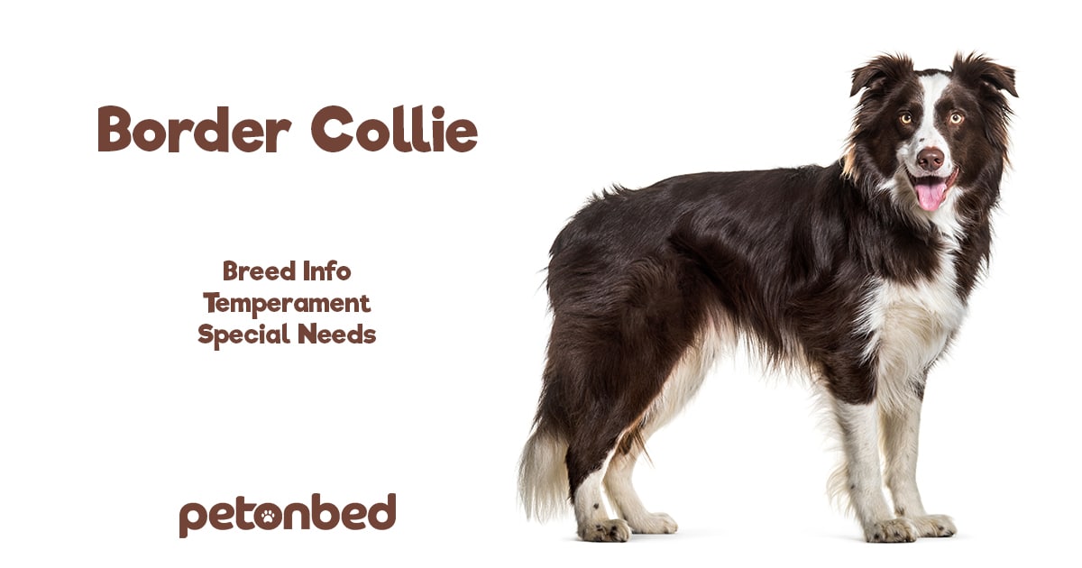 are border collies ab akc breed