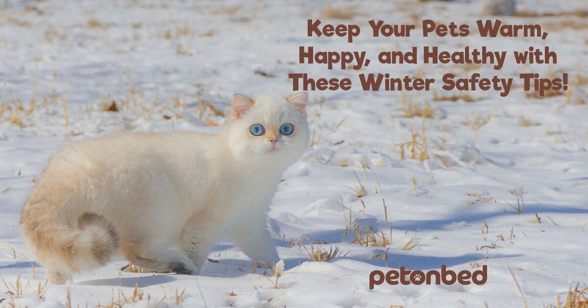 Keep Your Pets Warm, Happy, And Healthy With These Winter Safety Tips!