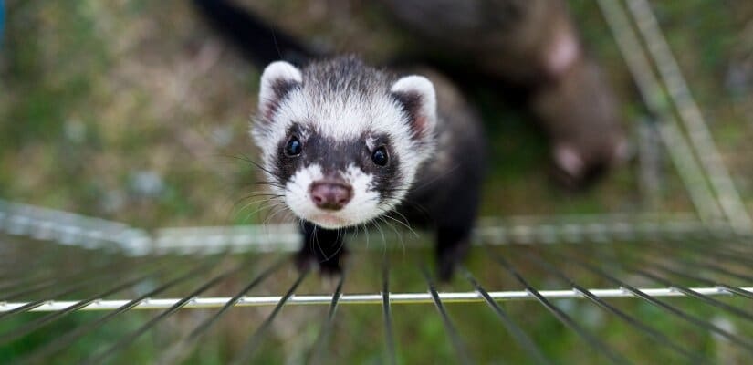 Ferret in cage