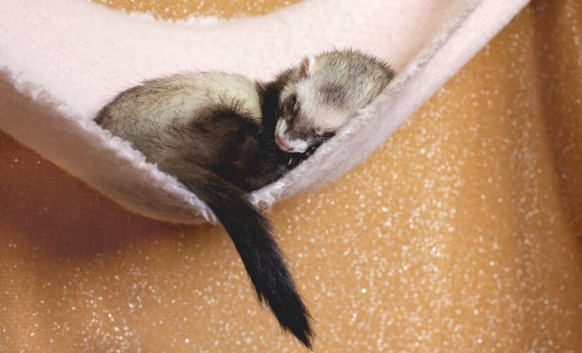 Ferret Sleep in hammock