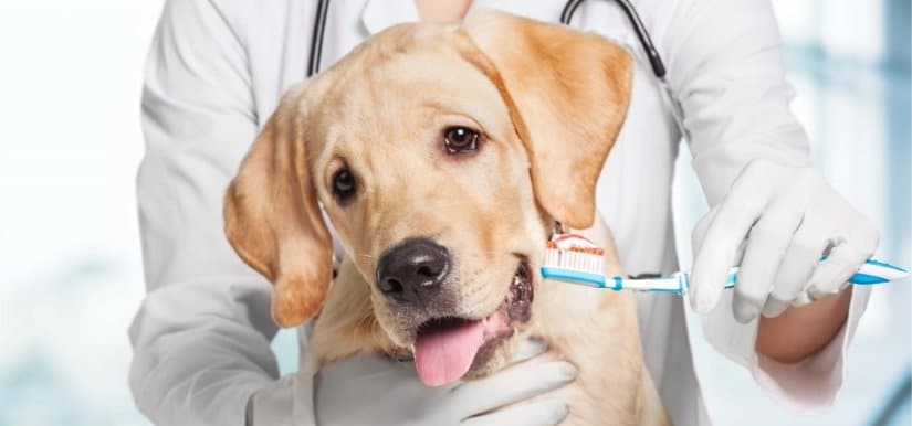 Vet dentist cleaning dog's teeth