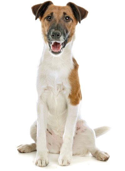 Smooth Fox Terrier Sit