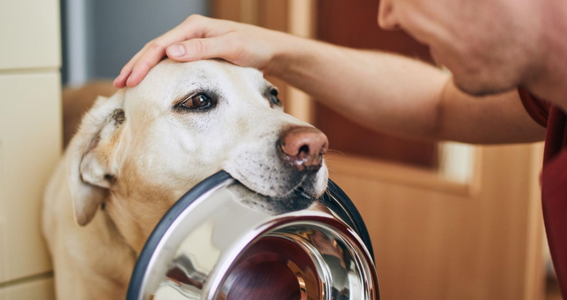 Dog holds his bowl