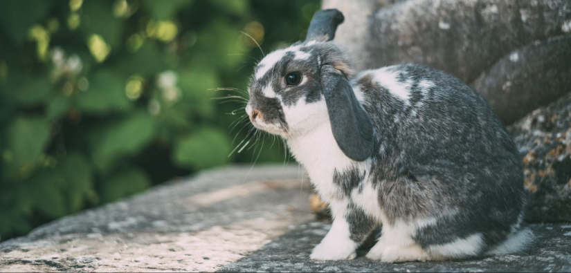Cute grey rabbit