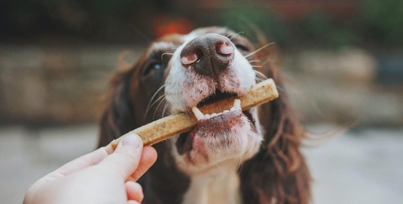 dog treat