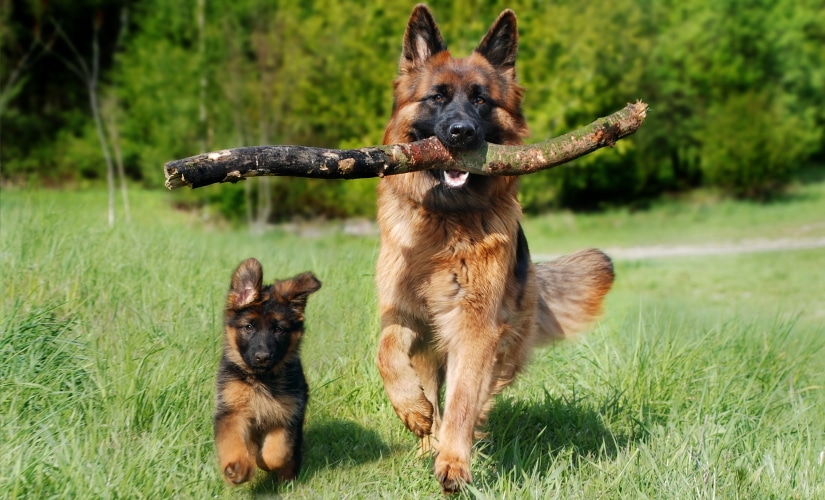 Dog with a stick and puppy