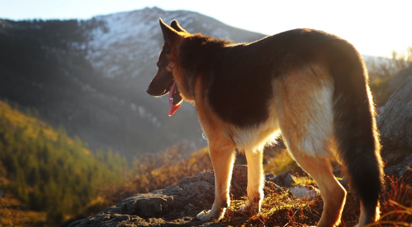 Dog on a hike