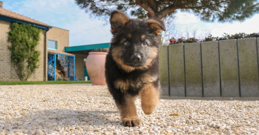 Cute fluffy puppy