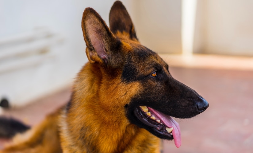 German Shepherd looking handsome