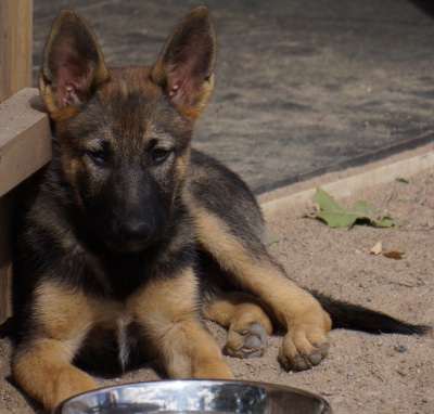 Puppy near food bowl