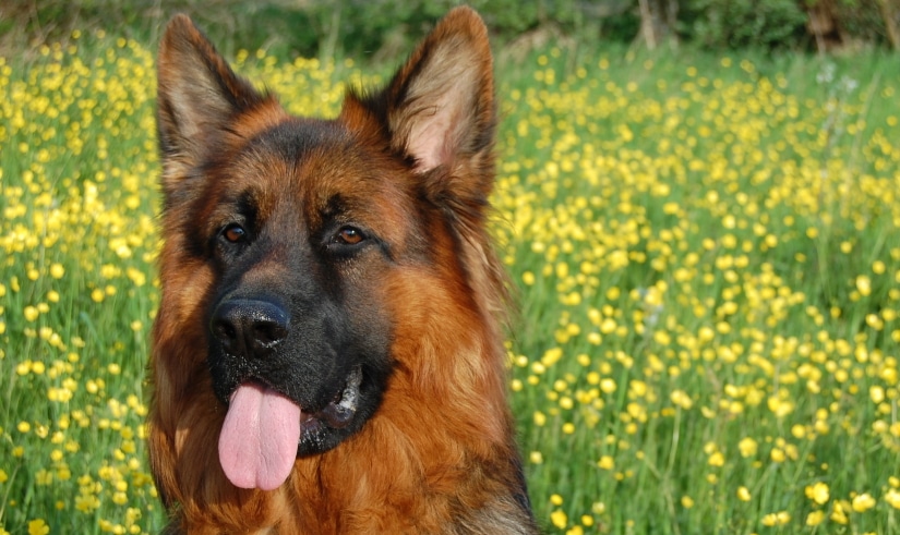 Dog in a flower field