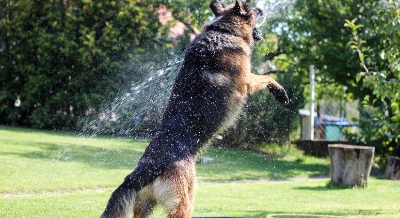 Dog plays with a water spray
