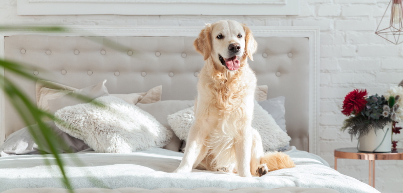 Golden retriever apartment store living