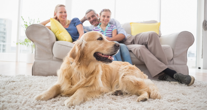 Golden Retriever on a rug