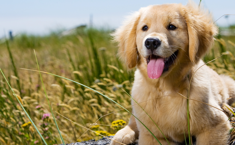 Puppy on a walk