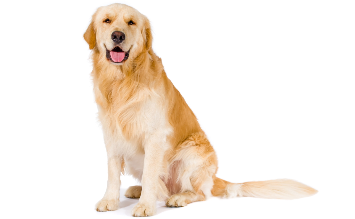Apartment Dogs: Can a Golden Retriever Live in an Apartment?