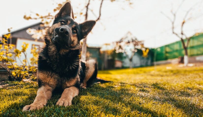 Dog guarding his house