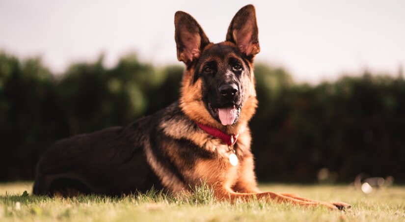 Dog resting on the grass