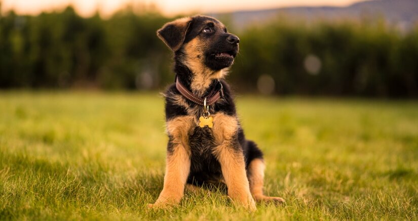 Cute German Shepherd puppy