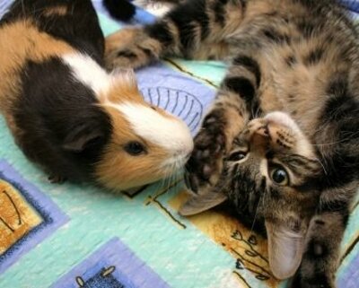 Cat and pig