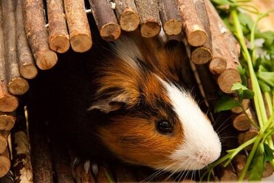 Wooden home for guinea pig