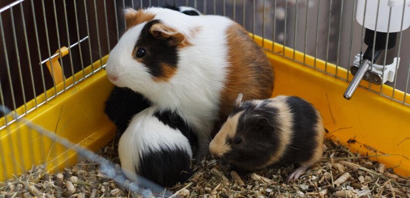 Guinea pigs in cage