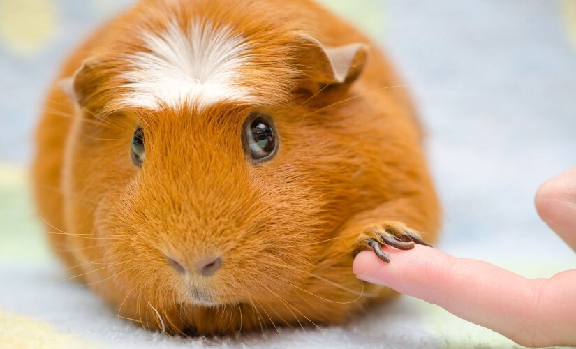 Guinea pig with human