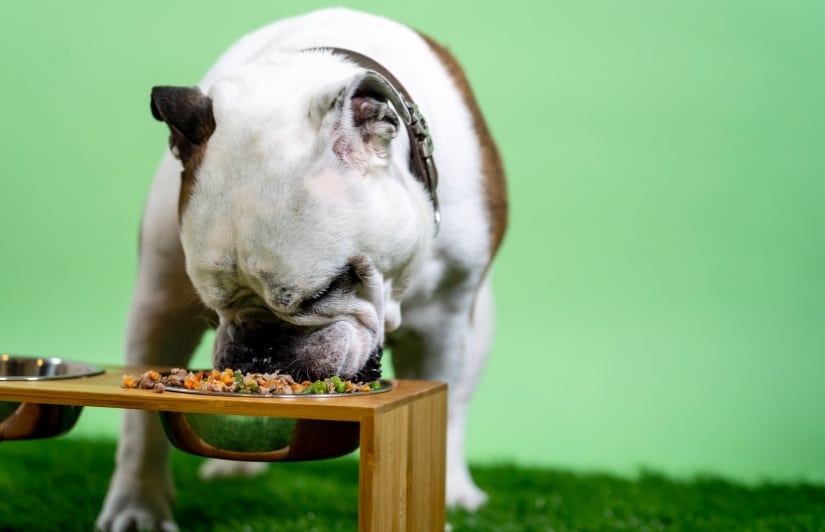 Dog enjoys a bowl of fresh food
