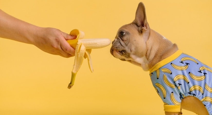 Dog sniffing a banana