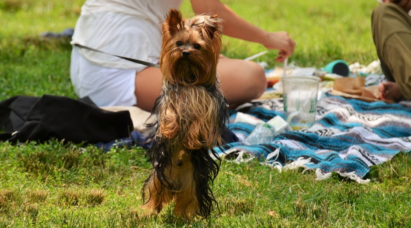 Yorkie on a picnic in a central park