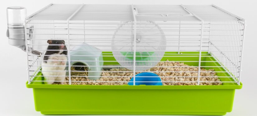 Inside hamster cage