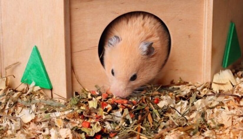 Syrian hamster eat
