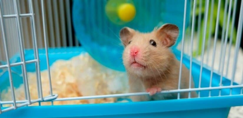 Syrian hamster in cage