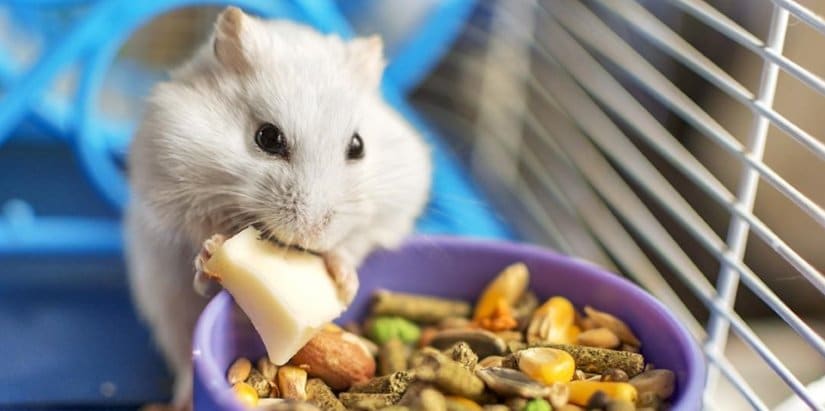 Hamster Nutrition