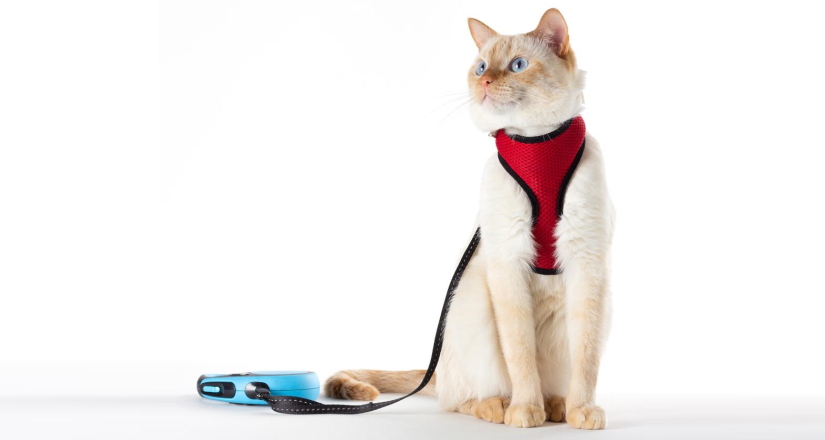 Thai domestic cat sits in a harness