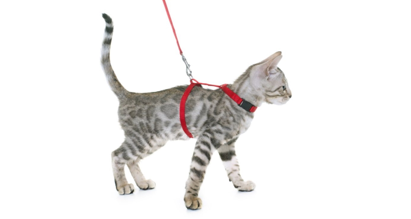 H-Style Cat Harness