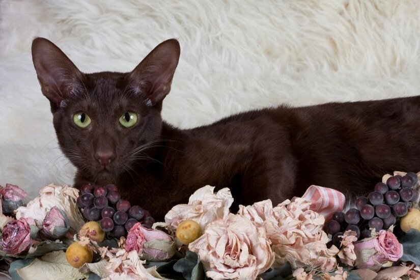 Havana Brown In Flowers