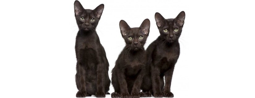 Havana Brown Kittens