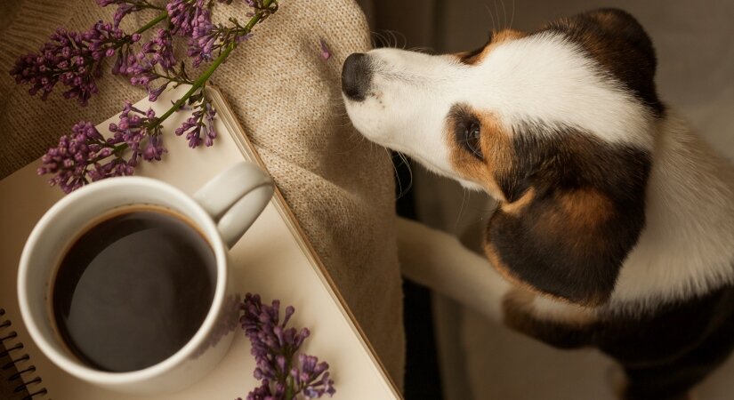 Dogs Try Drink Cofee