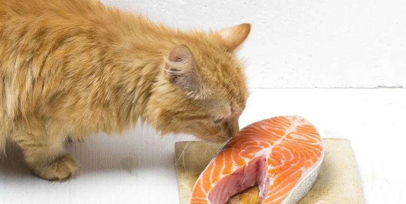 Cat sniffs salmon steaks
