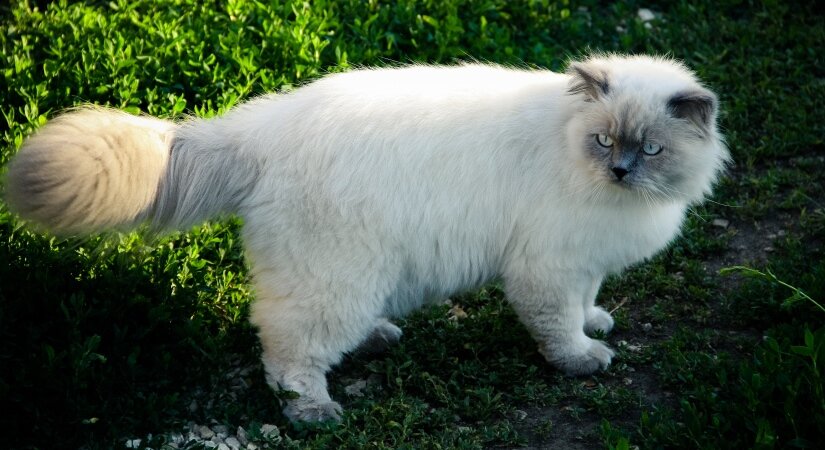 Himalayan walks