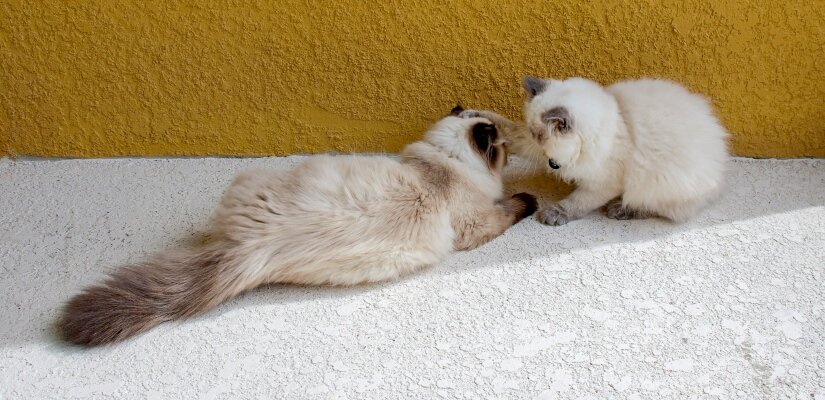 Himalayans kittens play