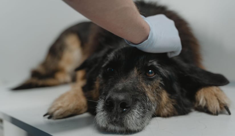 Dog scared at the vet