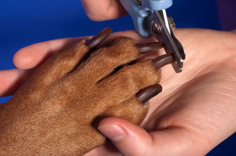 Dog Nail Care