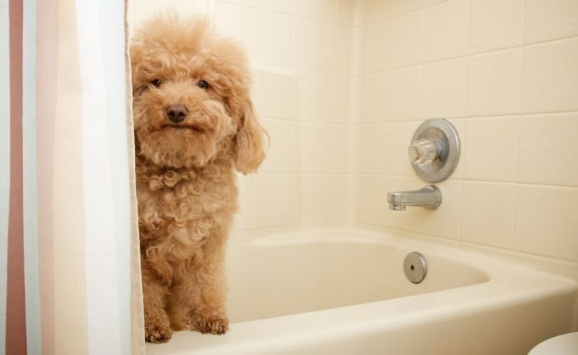 Doggy in the bathroom