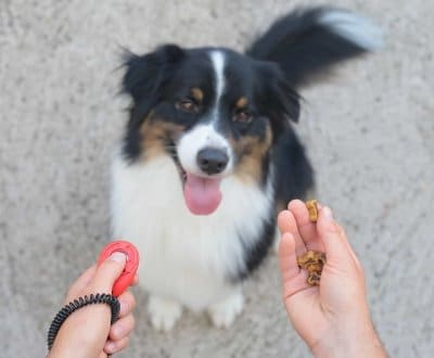 Train dog with clicker and food