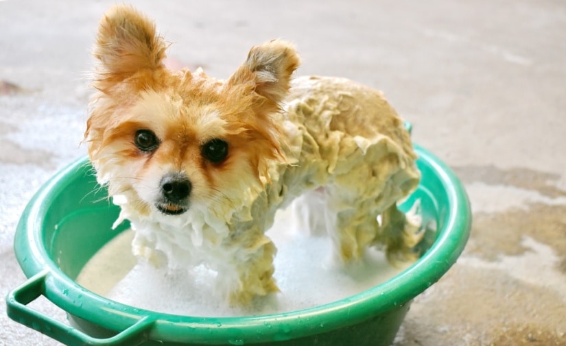 Cute puppy washes in a basin