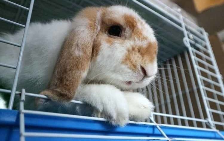 Indoor Rabbit Cage