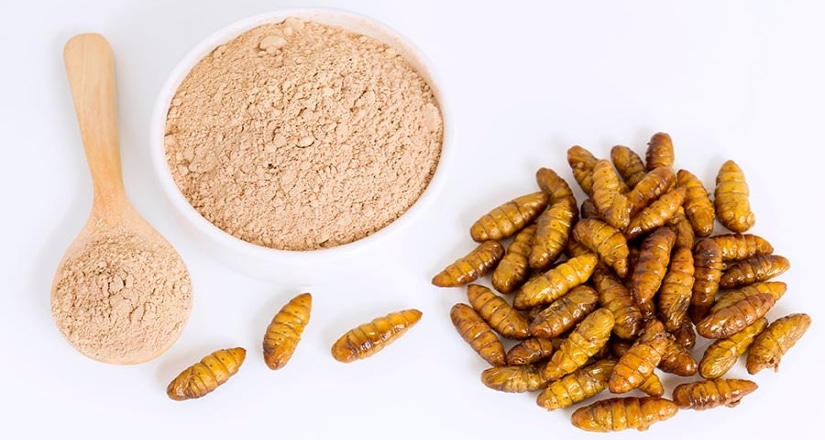 Insect Protein