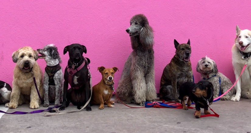 dogs of different breeds against the wall